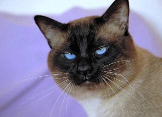 Loving Pet Haunts House