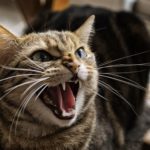 Cat Seen Her First