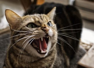 Cat Seen Her First