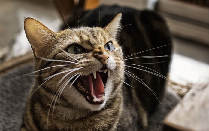 Cat Seen Her First