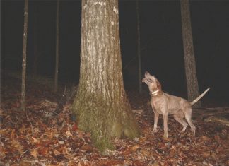 A Ghost and a Coon Hunt A Ghost and a Coon Hunt