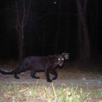 Black Creature Watching Me