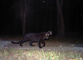 Black Creature Watching Me