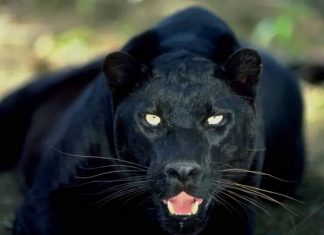 Black Panther?