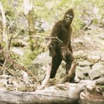 Logan Bigfoot Seen