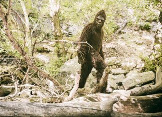 Logan Bigfoot Seen