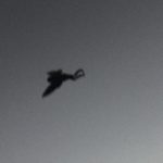 Mothman?
