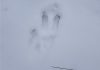Unidentified Footprints