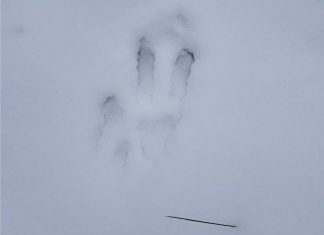 Unidentified Footprints